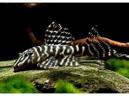 Pleco care guide